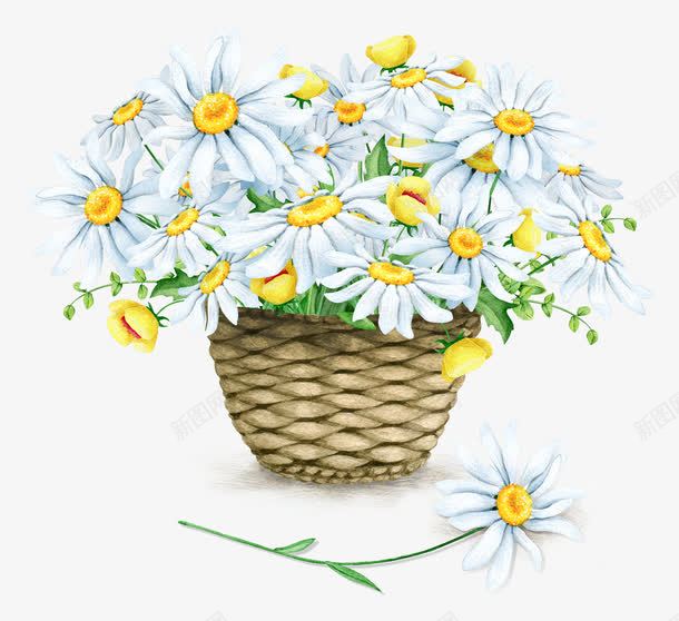 白菊花png免抠素材_新图网 https://ixintu.com 小白菊 小雏菊 花篮 菊花图案 菊花花束 鲜花
