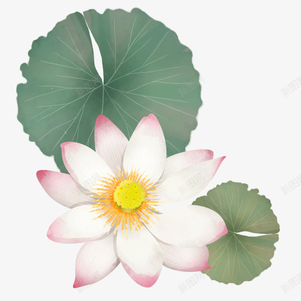 荷花荷叶手绘插画png免抠素材_新图网 https://ixintu.com 免抠PNG 卡通荷花 园艺 荷花荷叶满池塘 花卉 荷叶 荷花荷叶手绘插画 鲜花