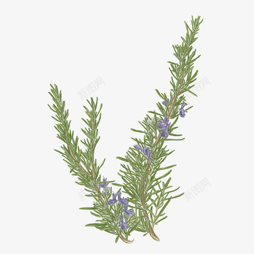 手绘清新新鲜开花的迷迭香植物免png免抠素材_新图网 https://ixintu.com 叶子 开花 手绘 手绘清新新鲜开花的迷迭香植物免抠免费下载 手绘迷迭香 植物 烹饪 草本 调料 迷迭香 香料