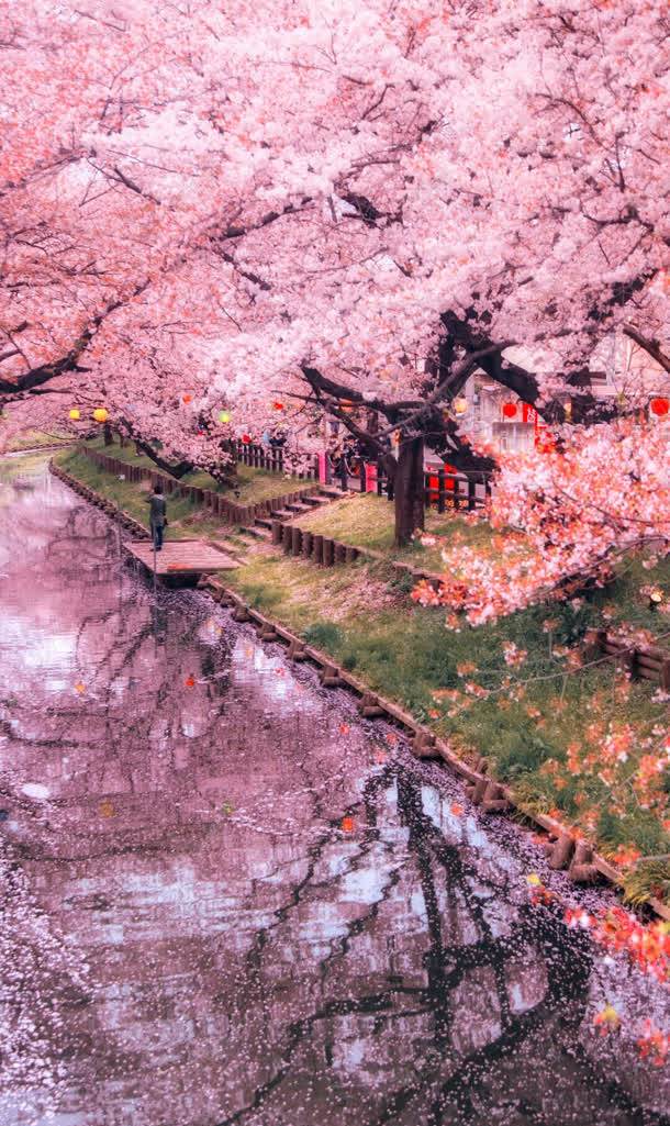 粉色浪漫樱花风景png免抠素材_新图网 https://ixintu.com 樱花 浪漫 粉色 风景