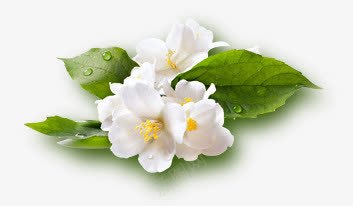 水珠绿叶白花png免抠素材_新图网 https://ixintu.com 水珠 白花 绿叶