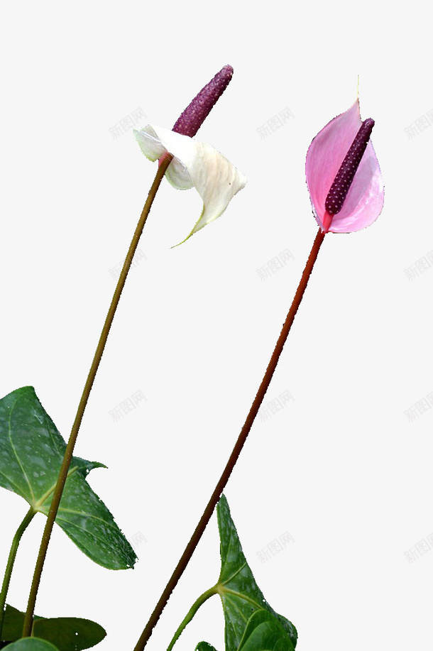 红掌png免抠素材_新图网 https://ixintu.com 植物 粉色 花卉 装饰素材