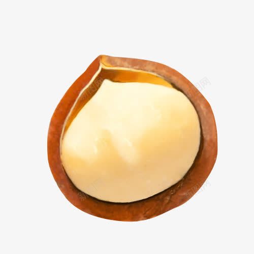夏威夷果解剖图png免抠素材_新图网 https://ixintu.com 中秋礼物 健康坚果礼盒 坚果 坚果礼盒 夏威夷果免费下载 夏威夷果解剖图 干果零食 拍摄 营养 送礼