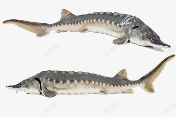 实物鲟鱼促销png免抠素材_新图网 https://ixintu.com 中华鲟 养殖 海产品 食品 餐饮 饭店 鱼 鱼肉 鲟鱼