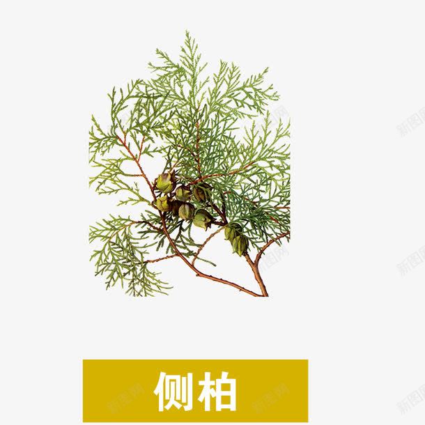 侧柏png免抠素材_新图网 https://ixintu.com 中药 侧柏叶 医疗保健 草本 草药 药膳