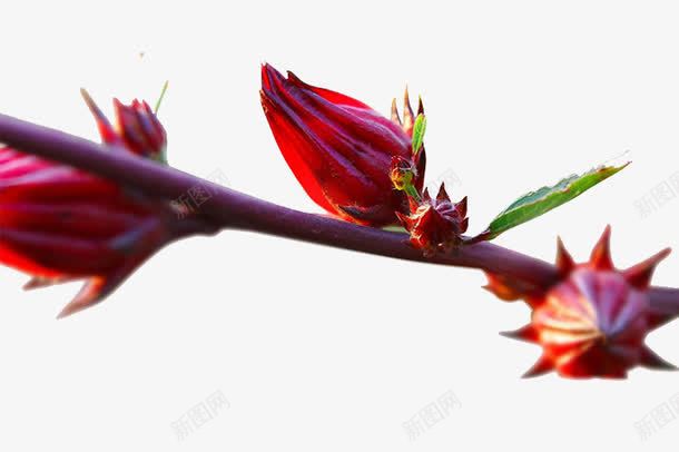 树梢上的洛神花png免抠素材_新图网 https://ixintu.com 树梢 植物 洛神花 玫瑰茄 红色花 花卉 鲜花
