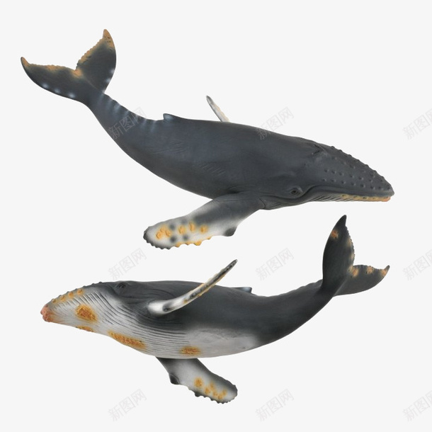 两只灰色的座头鲸海洋生物插图免png免抠素材_新图网 https://ixintu.com 两只灰色的座头鲸海洋生物插图免抠免费下载 传奇 座头鲸 插图 海洋 生物 百科 科学 自然 鲸类 鲸鱼