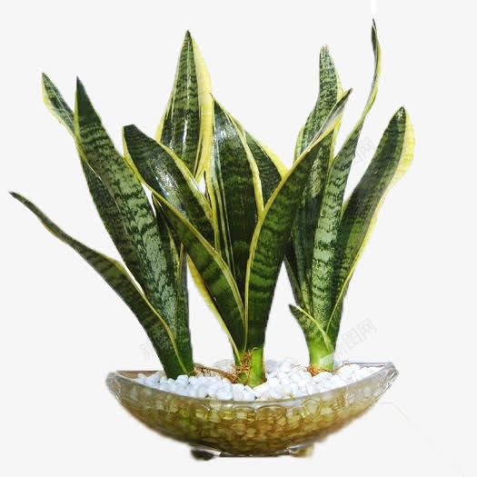 虎皮兰盆栽png免抠素材_新图网 https://ixintu.com 产品实物 兰花 摆设 新鲜 绿色 花 花盆 虎尾兰 虎皮兰