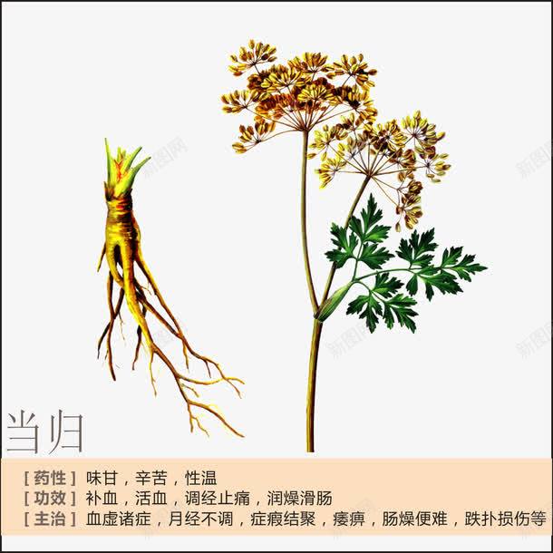 当归简介png免抠素材_新图网 https://ixintu.com 中草药 中药 中药绘画 草药 草药功能介绍