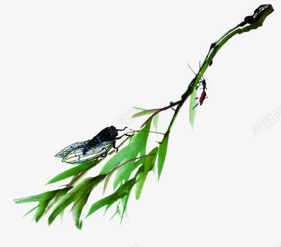 绿色水墨植物知了png免抠素材_新图网 https://ixintu.com 植物 水墨 知了 绿色