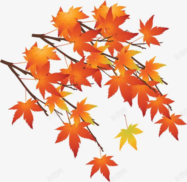 手绘橙色秋天枫叶png免抠素材_新图网 https://ixintu.com 枫叶 橙色 秋天