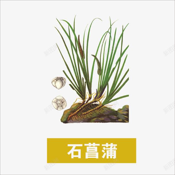 草药png免抠素材_新图网 https://ixintu.com 中药 本草纲目 石菖蒲 药材
