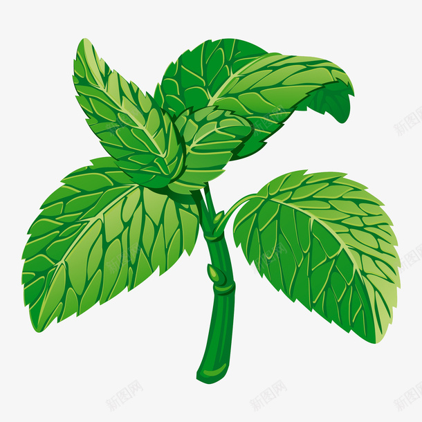 薄荷叶子插画png免抠素材_新图网 https://ixintu.com 椒薄荷 清新 绿色植物 药草 薄荷 薄荷叶子插画 调味品 青柠薄荷
