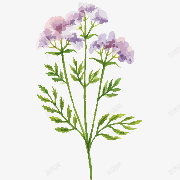 草药植物水彩插画矢量图ai免抠素材_新图网 https://ixintu.com 免抠PNG 植物 清新 紫色花 自然 花草 草药植物水彩插画 矢量图