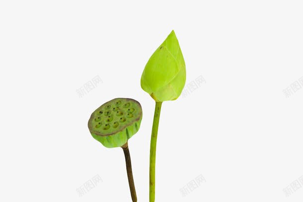 绿色纯洁的莲蓬水芙蓉实物png免抠素材_新图网 https://ixintu.com 印度国花 山龙眼目 水旦 水生植物 水芙蓉 浮水生物 芙蓉 芙蕖 花苞 莲子 莲蓬 鞭蕖