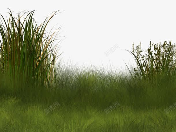 野外背景图案png免抠素材_新图网 https://ixintu.com 图案 杂草 背景 草丛 野外
