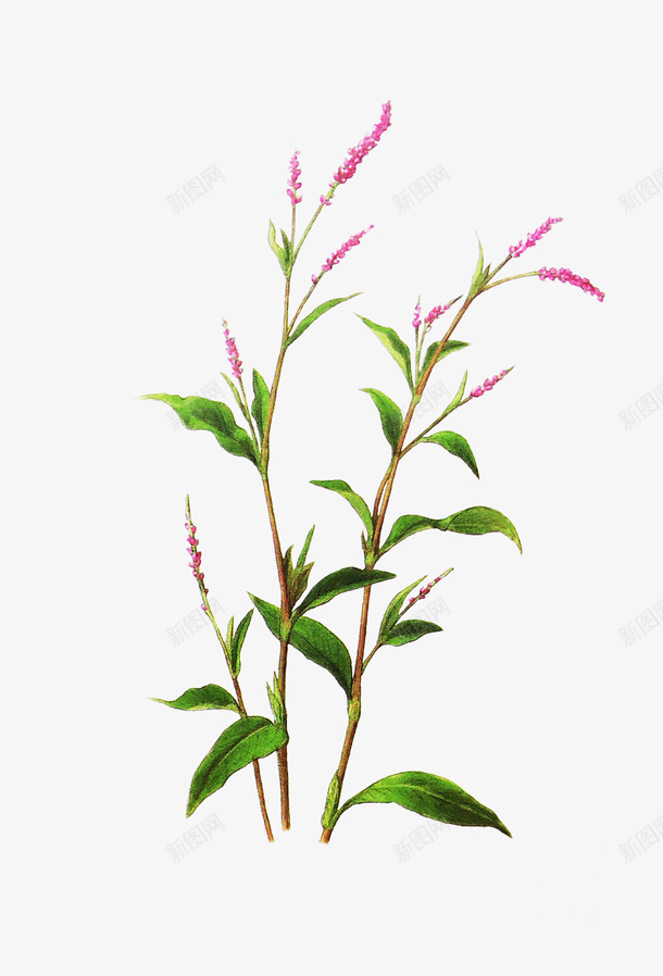 草本植物元素png免抠素材_新图网 https://ixintu.com 植物 植物免抠元素 紫色植物 绿色植物 草本植物