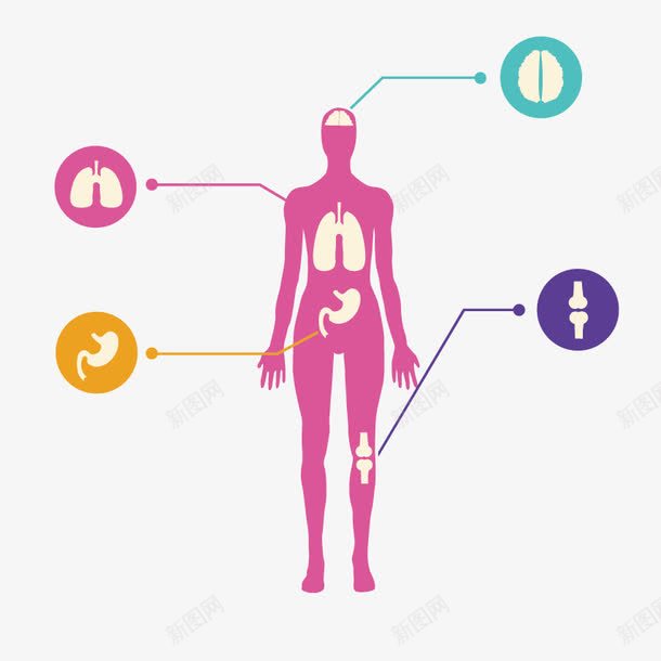 人体器官分布图png免抠素材_新图网 https://ixintu.com 人体 体检 健康 器官分布图