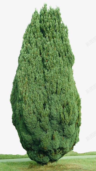柏树孤立的图标png_新图网 https://ixintu.com png图标 孤立的 柏树 珍珠色