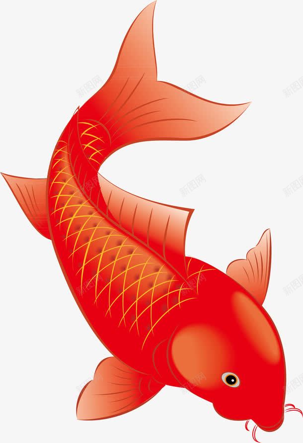 卡通红色鲤鱼png免抠素材_新图网 https://ixintu.com 创意 卡通 可爱 手绘 日本锦鲤 海洋 海洋生物 海鲜 矢量动物 立体 锦鲤 鱼 鲤鱼