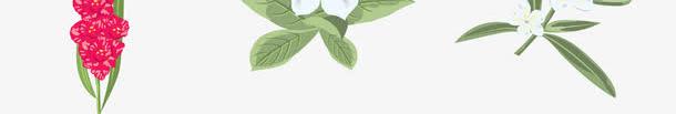 平面绘画花卉png免抠素材_新图网 https://ixintu.com 仙客来 水仙花 牵牛花 玫瑰花 百合花 花卉 花朵 花集合