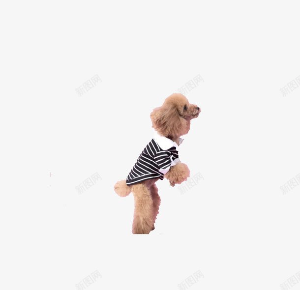 可爱的泰迪犬png免抠素材_新图网 https://ixintu.com 动物 可爱 泰迪犬 狗