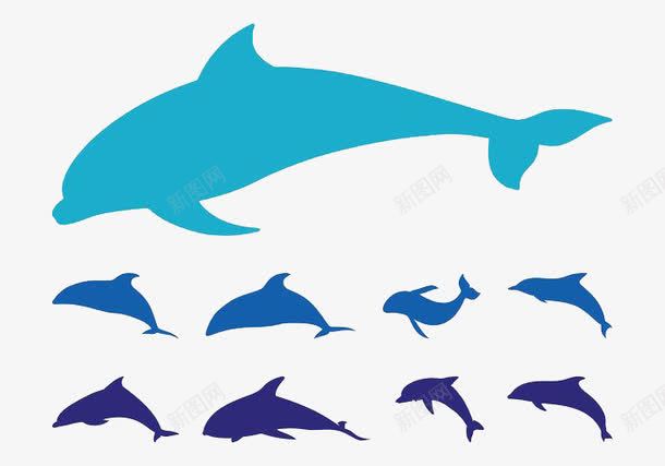 海豚的形态剪影png免抠素材_新图网 https://ixintu.com 形态 海豚 游泳 蓝色 跳跃