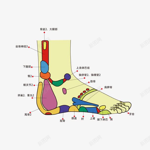 足部学位矢量图ai免抠素材_新图网 https://ixintu.com 养生 按摩 矢量图 穴位图 粉嫩足底 脚 腿部按摩 足底穴位 足疗按摩 足部