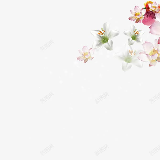 玉兰花朵png免抠素材_新图网 https://ixintu.com 星星点点 玉兰花 花朵 鲜花