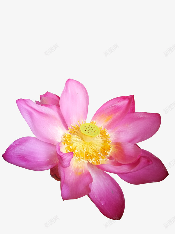 夏日荷花亭亭净植psd免抠素材_新图网 https://ixintu.com 夏天 水芙蓉 荷花 菡萏