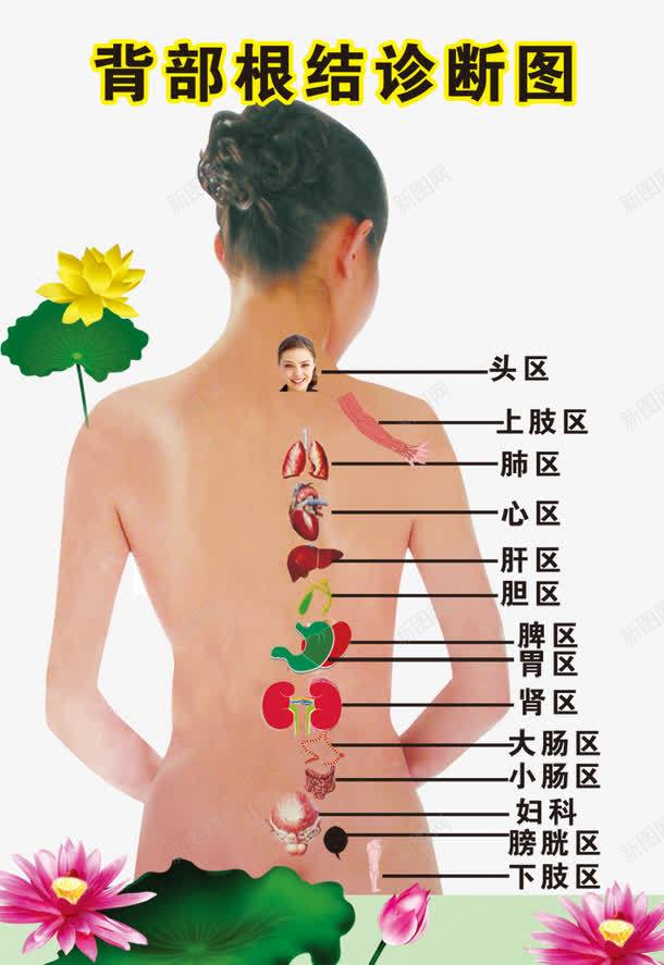 背部根结诊断图png免抠素材_新图网 https://ixintu.com 健康 养生 十二 理疗 经络 经络图 美容美体 背部 背部写真 背部根结诊断 背部根结诊断图 背部理疗