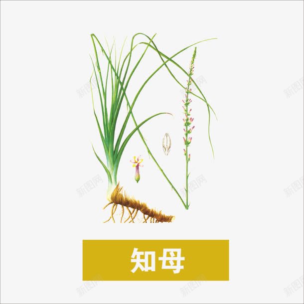 知母png免抠素材_新图网 https://ixintu.com 中药 本草纲目 草药 药材