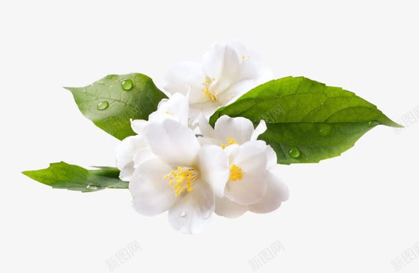 水珠白色小花绿叶png免抠素材_新图网 https://ixintu.com 水珠 白色 绿叶