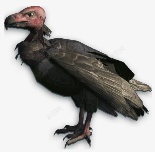 一只秃鹰png免抠素材_新图网 https://ixintu.com 动物 生物 秃鹰 秃鹰PNG图 秃鹰免扣图 飞禽 鸟类