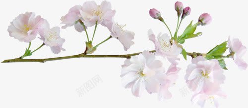 浅红色紫荆花png免抠素材_新图网 https://ixintu.com 宫粉紫荆 浅红 紫荆花