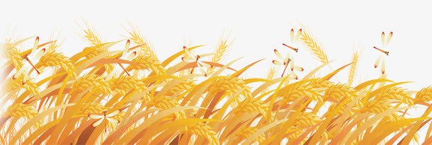 秋天麦穗png免抠素材_新图网 https://ixintu.com 你好秋天 秋天水稻 秋天麦穗 秋季麦穗 秋收 金秋丰收