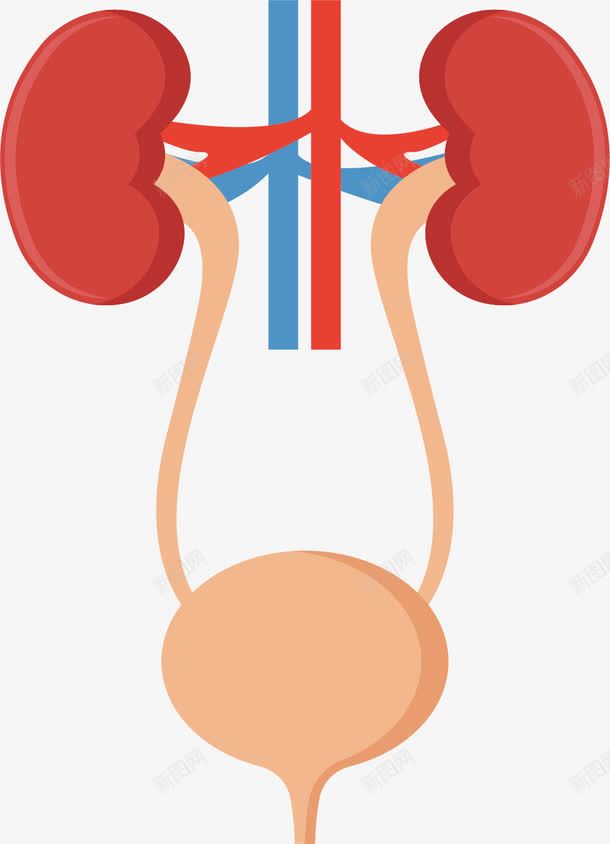 肾脏膀胱系统手绘图png免抠素材_新图网 https://ixintu.com 人体内脏 人体内脏器官 人体膀胱 内脏 内脏图 器官 手绘器官 手绘肾脏 系统
