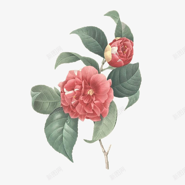 彩绘鲜花png免抠素材_新图网 https://ixintu.com 复古手绘 手绘花免费下载 树叶 花簇