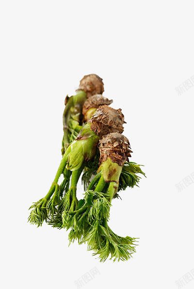 几棵绿色蔬菜png免抠素材_新图网 https://ixintu.com 新鲜 绿色植物 茎类叶子 蔬菜