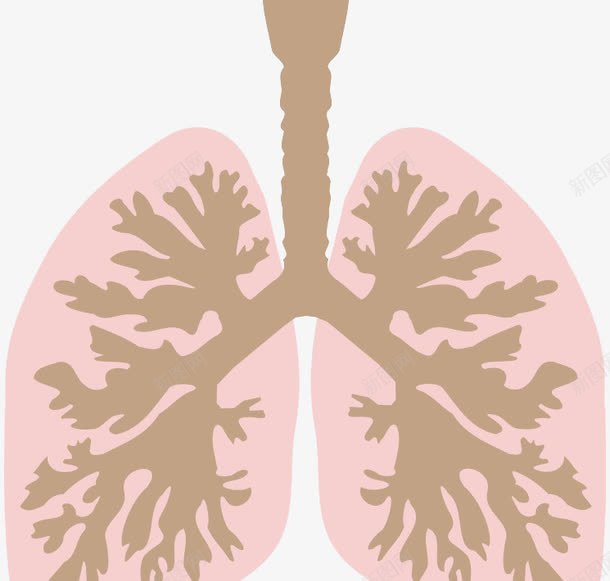 肺和支气管png免抠素材_新图网 https://ixintu.com 人体内脏器官 人体器官 内脏 内脏图 支气管 肺