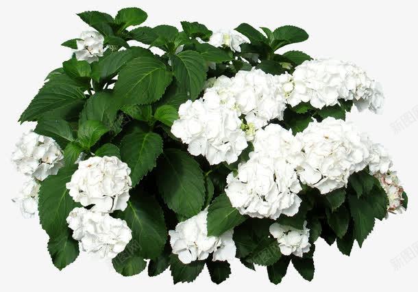 白色花簇png免抠素材_新图网 https://ixintu.com 手绘 白色 简图 花簇