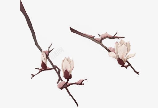 玉兰花png免抠素材_新图网 https://ixintu.com 玉兰花 白玉兰 花枝