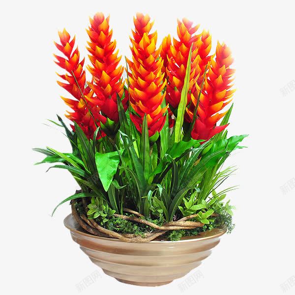 红掌凤梨png免抠素材_新图网 https://ixintu.com 水养植物 水培植物 空气凤梨 观花植物 鸿运当头