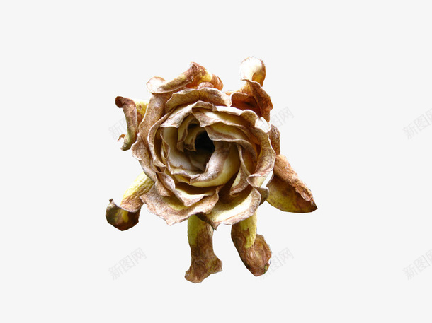 白色凋谢的栀子花png免抠素材_新图网 https://ixintu.com 凋谢的 凋谢的花 干枯 干枯的 干花 枯萎 栀子花 植物 白色 花瓣 花苞