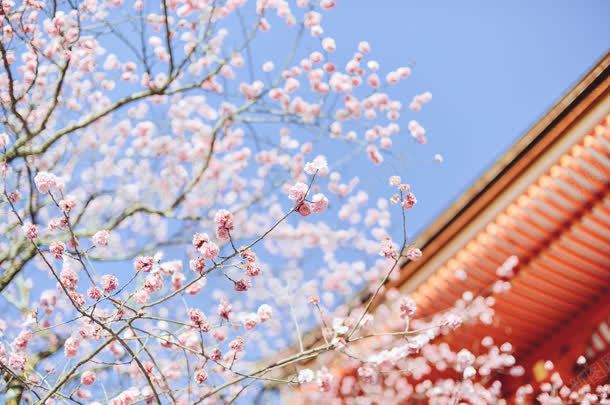 清清樱花风景壁纸jpg设计背景_新图网 https://ixintu.com 壁纸 樱花 清清 风景