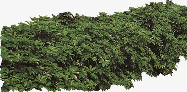 花圃花坛园艺png免抠素材_新图网 https://ixintu.com 园艺 植物 绿化 自然 花坛 花草