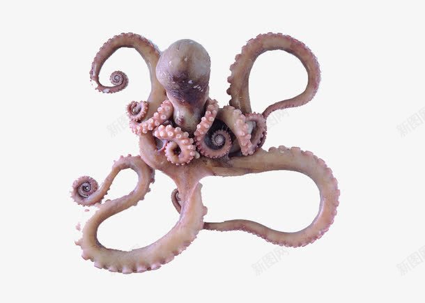 活体章鱼png免抠素材_新图网 https://ixintu.com 产品实物 海洋生物 章鱼 鱼