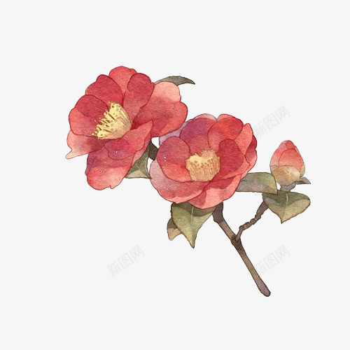 一枝唯美水彩红茶花插画png免抠素材_新图网 https://ixintu.com 唯美 山茶花 插画 水彩 红茶花 花插图 花朵 茶籽花 茶花