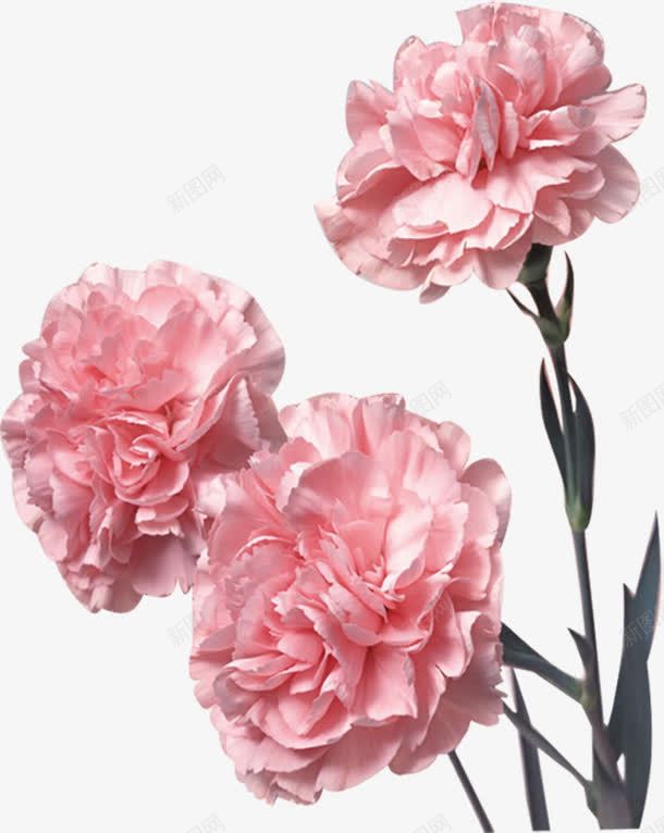 粉色鲜花康乃馨花束png免抠素材_新图网 https://ixintu.com 康乃馨 粉色 花束 鲜花