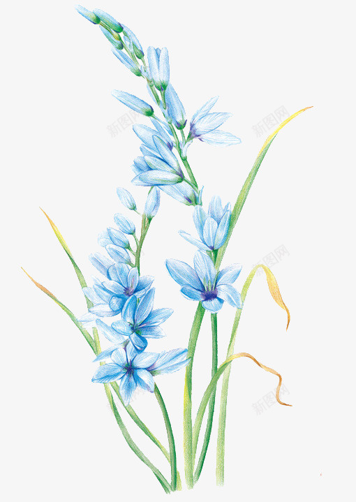 盛开的兰花png免抠素材_新图网 https://ixintu.com 兰花 手绘 植物 蓝色 装饰